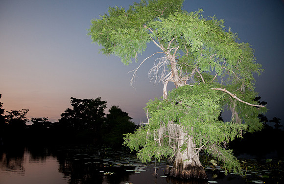 Caddo Lake