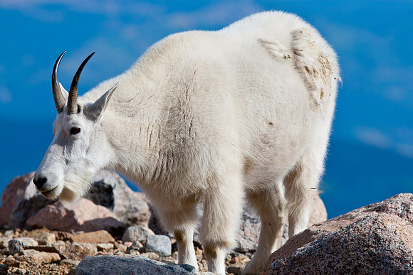 Mount Evans (14,265 feet)