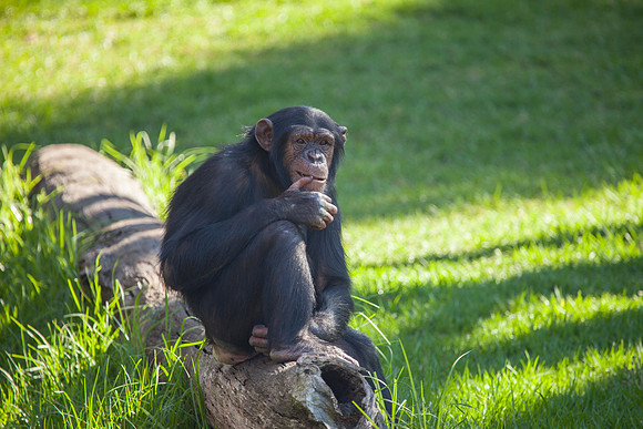 Chimpanzee, Sydney Zoo