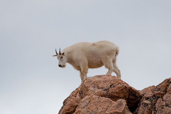 Mount Evans (14,265 feet)