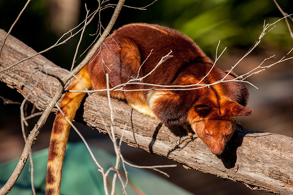 Tree Kangaroo, Sydney Zoo