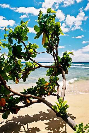 Maui Beach
