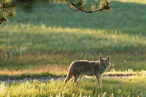 A Coyote