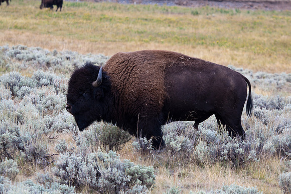 Lamar Valley
