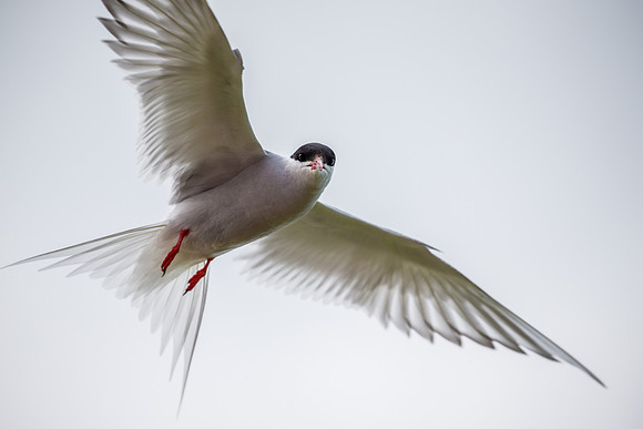 Arctic tern