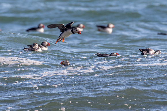 Puffins near Reynisdrangar