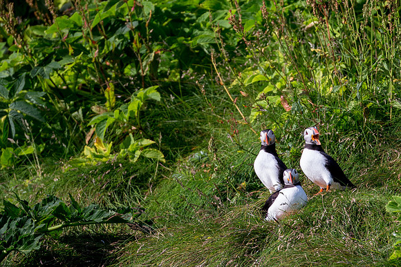Puffins near Reynisdrangar