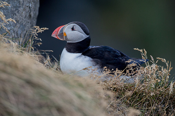 Puffins at Dyrhólaey