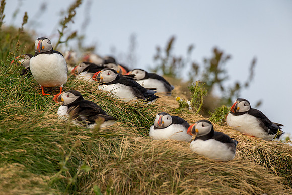 Puffins at Dyrhólaey