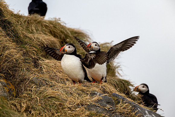 Puffins at Dyrhólaey