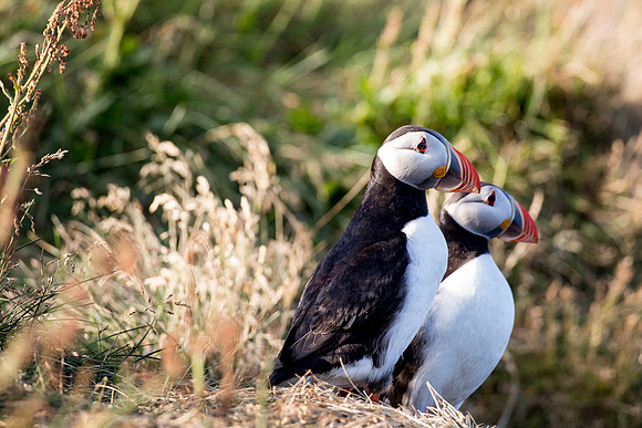 Puffins at Dyrhólaey