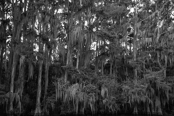 Caddo Lake