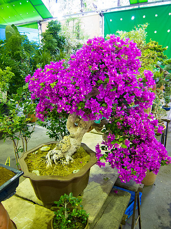 Jianguo Holiday Flower Market,Taipei
