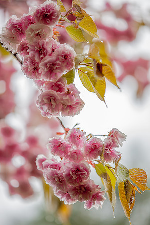 Kinkaku-ji (Golden Temple), Kyoto