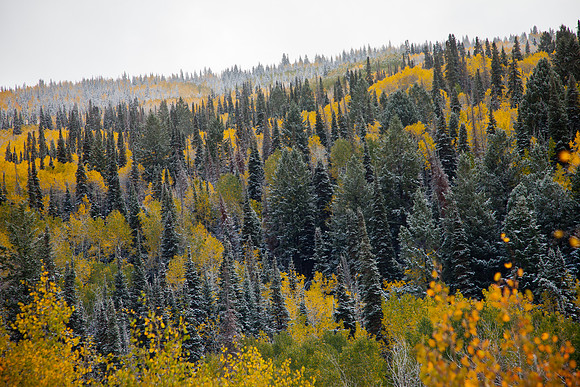 Grand Mesa Scenic Byway