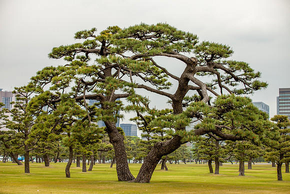 Tokyo Imperial Palace