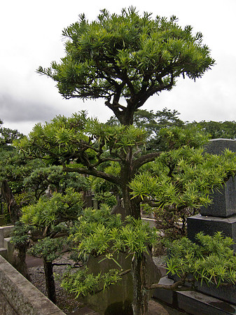 Yanaka Cemetery