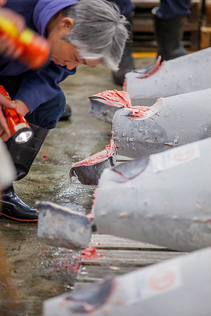 Tsukiji Fish Market Tuna Auction