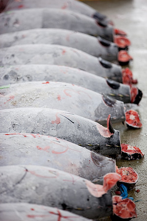 Tsukiji Fish Market Tuna Auction