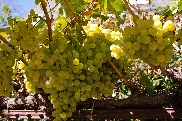 Kendall-Jackson Wine Estate & Gardens