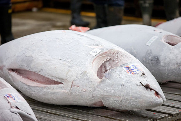 Tsukiji Fish Market Tuna Auction