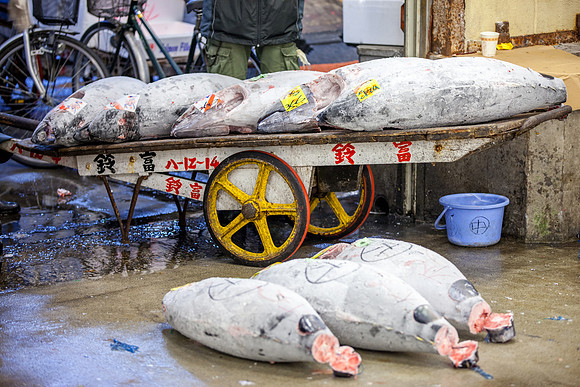 Tsukiji Fish Market Tuna Auction