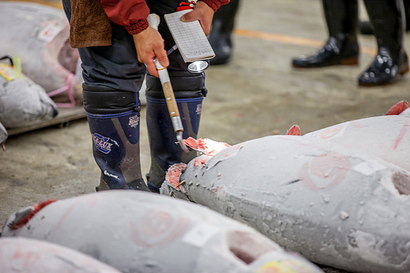 Tsukiji Fish Market Tuna Auction