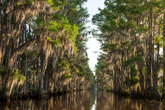 Caddo Lake