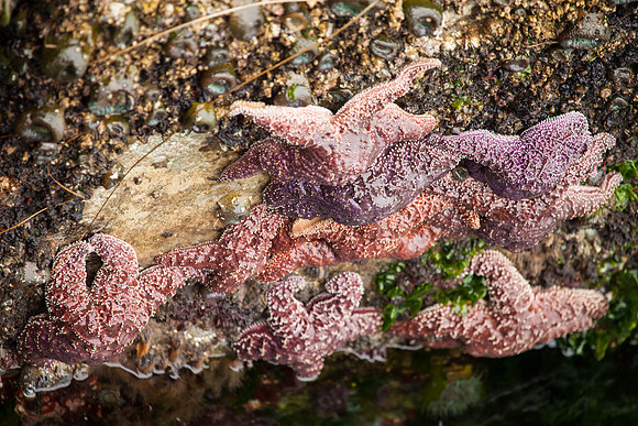 Monterey, CA