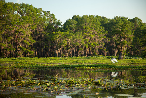 Caddo Lake