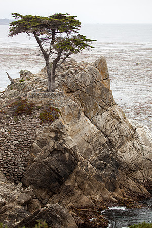 Lone Cypress, Pebble Beach