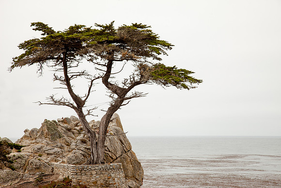 Lone Cypress, Pebble Beach