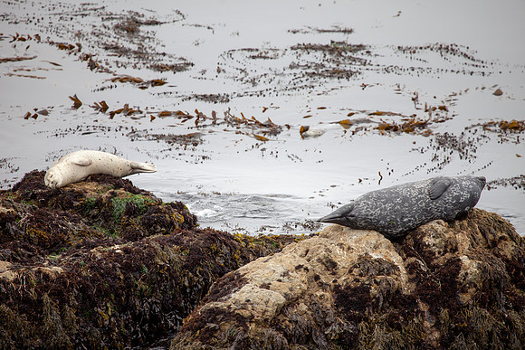 17-Mile Drive, Monterey Peninsula