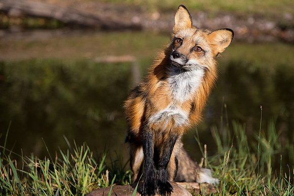 Fox, Triple "D" Game Farm, Kalispell, Montana