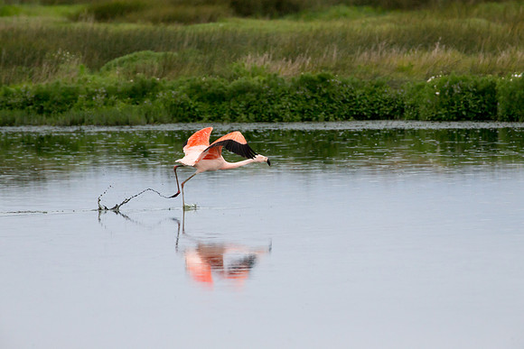 Reserva Laguna Nimez, Argentina
