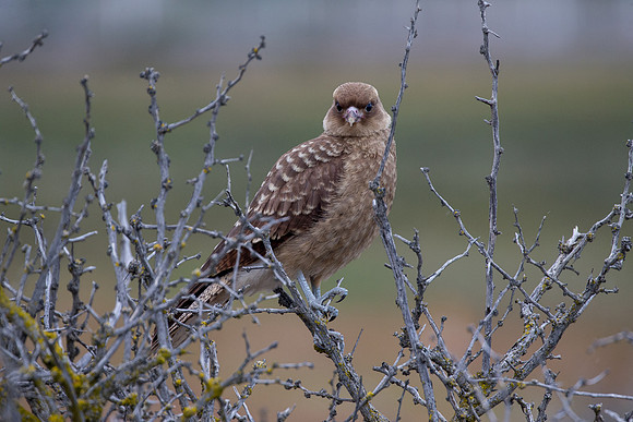 Reserva Laguna Nimez, Argentina