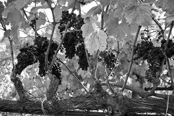 Kendall-Jackson Wine Estate & Gardens