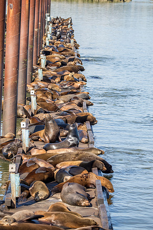 Astoria Sea Lions