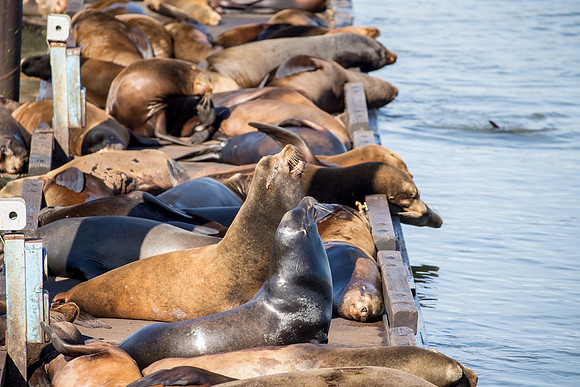 Astoria Sea Lions