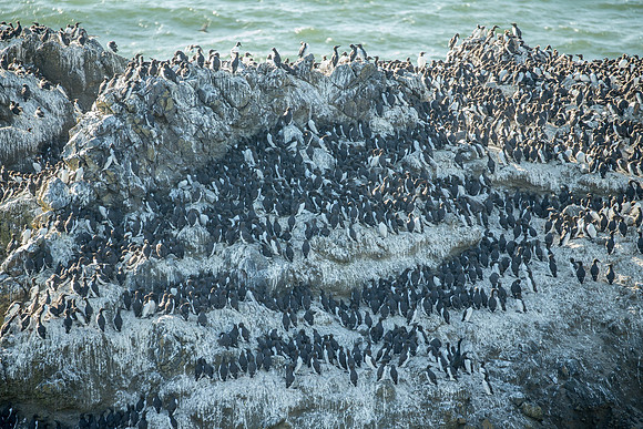 Largest Common Murre Breeding Location in Oregon