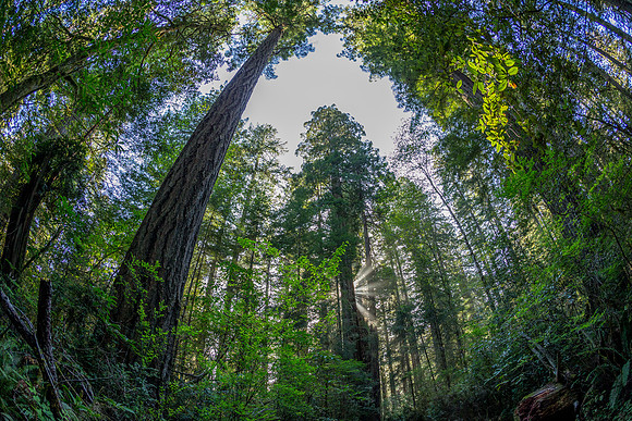 Redwood National Park