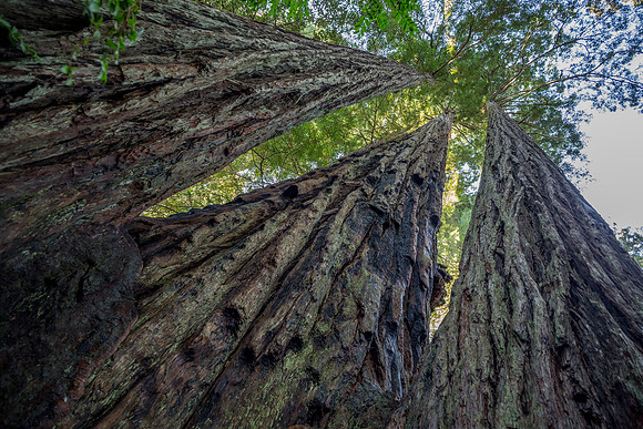 Redwood National Park