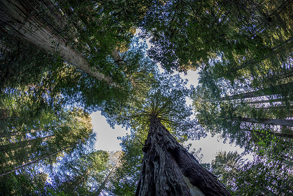Redwood National Park