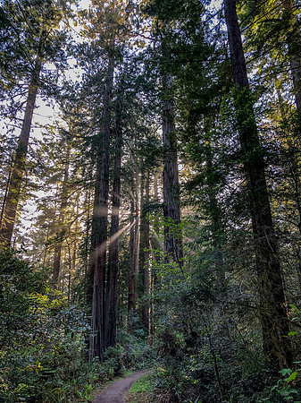 Redwood National Park
