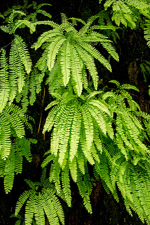 Fern Canyon