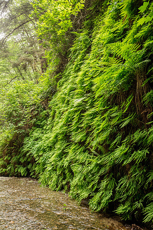 Fern Canyon