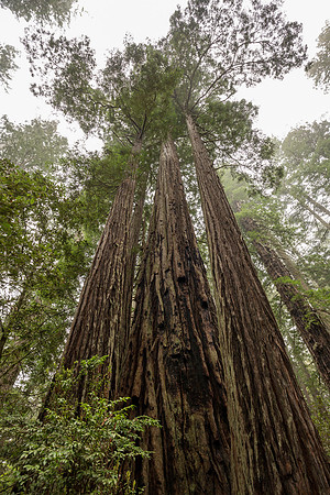 Redwood National Park