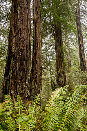 Redwood National Park
