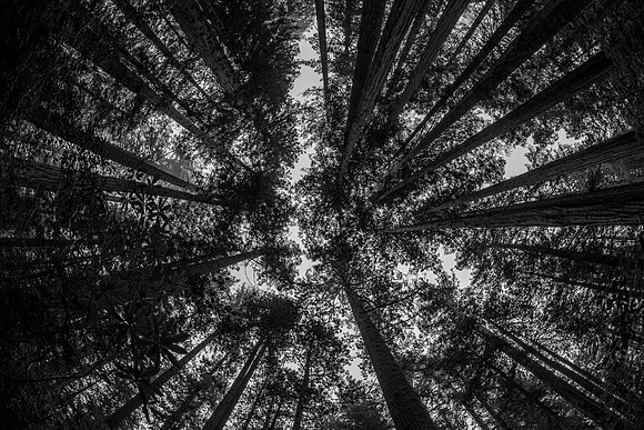 Redwood National Park