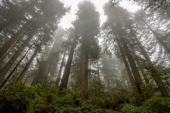 Redwood National Park